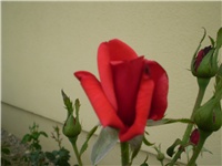 ccfb7b86-Picture 046.jpg